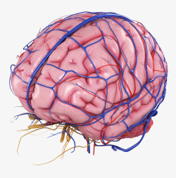 医学图人脑脉络3D立体插画高清图片