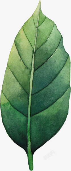 彩绘树叶PNG手绘一片绿叶高清图片