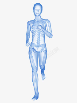 健身慢跑人体骨骼立体插画高清图片