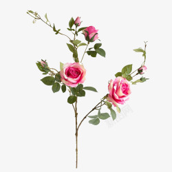 欧式花艺薇安玫瑰高清图片