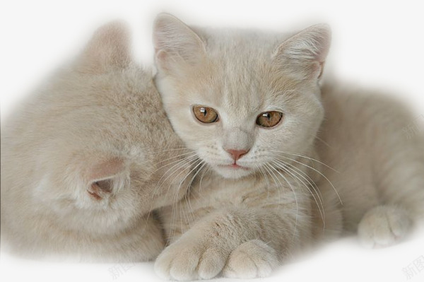 可爱猫咪图案png免抠素材_新图网 https://ixintu.com 动物 实拍 宠物 小猫 猫 猫咪