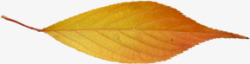 手绘黄色叶子秋季画报素材