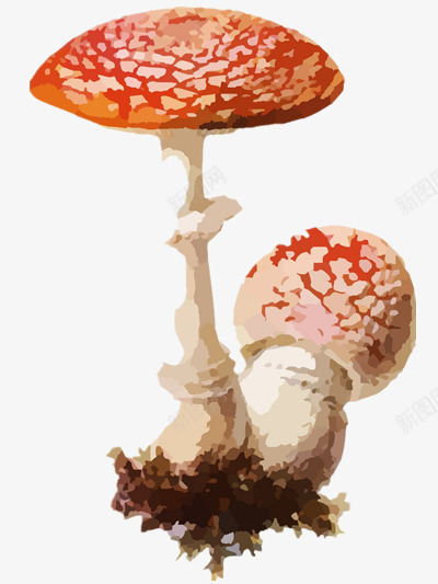 毒蘑菇png免抠素材_新图网 https://ixintu.com 森林 毒性 真菌 红色