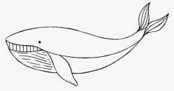 鲨鱼免扣PNG图手绘鲨鱼高清图片