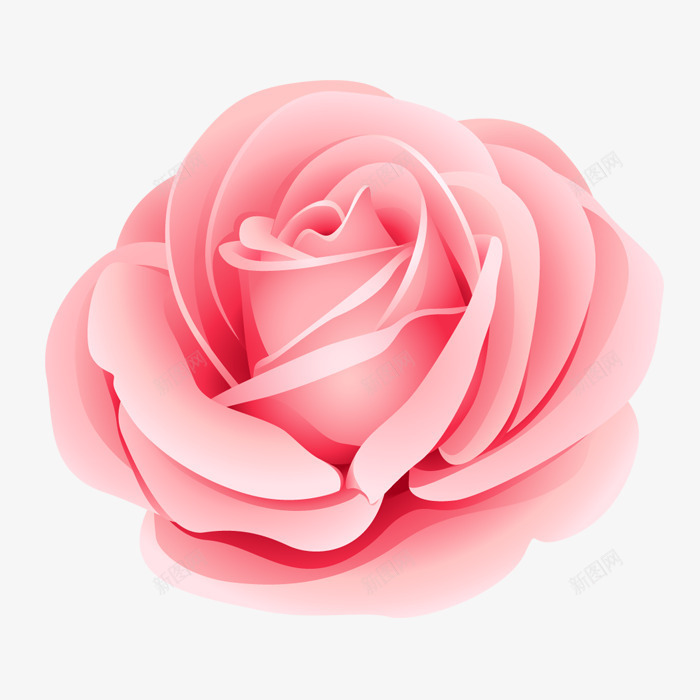 一朵粉色玫瑰png免抠素材_新图网 https://ixintu.com 一朵玫瑰 情人节 插画 爱情 玫瑰花 粉色玫瑰 花朵 鲜艳