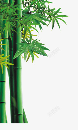 竹子绿色竹子竹叶装饰素材