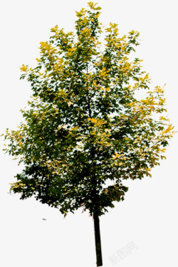 黄色树叶秋季植物素材
