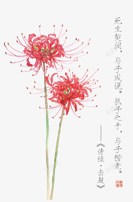 诗经花朵插画配图png免抠素材_新图网 https://ixintu.com 卡通 卡通插画 古风 唯美 手绘 花卉 诗歌 诗经 诗词