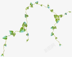 家庭装饰植物绿色心形藤叶高清图片