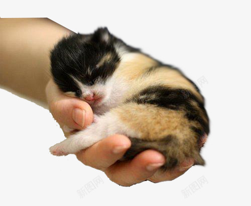 在手掌中熟睡的小猫png免抠素材_新图网 https://ixintu.com 可爱 喵星人 宠物 幼崽 萌宝