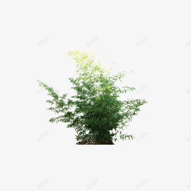 植物树森林树叶png免抠素材_新图网 https://ixintu.com 树 树叶 森林 植物