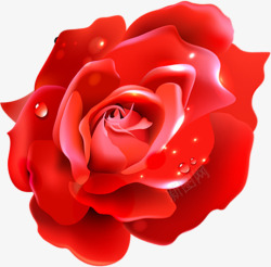 露水珠光玫瑰七夕情人节素材