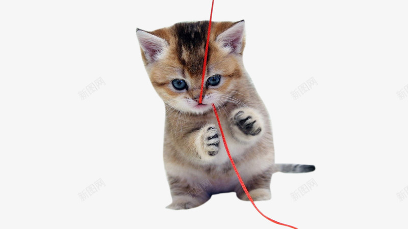 顽皮小猫png免抠素材_新图网 https://ixintu.com 小动物 灰色 红绳
