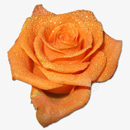 柔丝橙色图标png_新图网 https://ixintu.com birthday flower love orange rose valentine 情人节 橙色 爱 玫瑰 生日 花