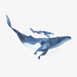 手绘两只蓝色的水彩座头鲸插画免素材