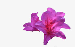绽放的花几朵紫色的杜鹃花高清图片