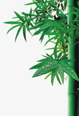 绿植绿色竹子竹林素材