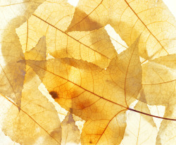 秋季成熟树叶美景素材