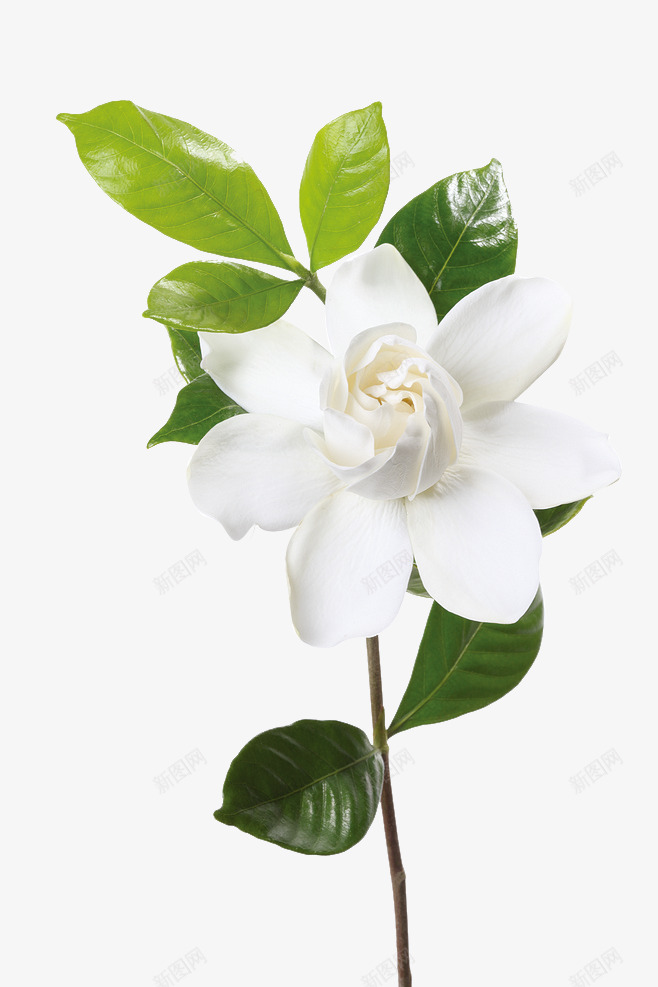卡通秋季植物白色花朵png免抠素材_新图网 https://ixintu.com 卡通 植物 白色 秋季 花朵
