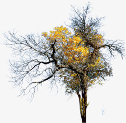秋季黄色树叶树枝素材