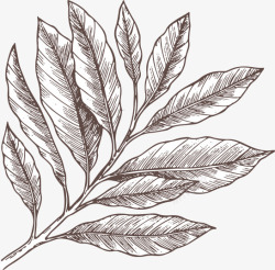 东方树叶包装设计手绘植物树叶素描高清图片