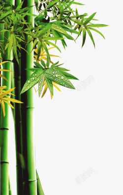 脆的鲜艳绿色嫩脆的竹叶高清图片