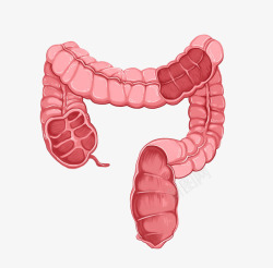 局部器官人类大肠卡通插画高清图片
