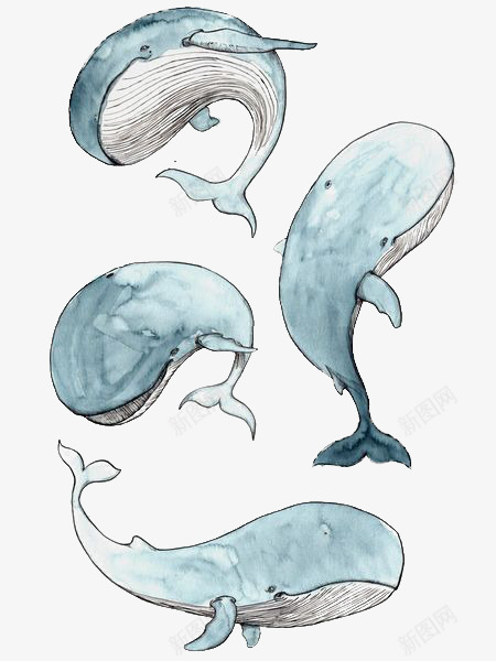蓝鲸png免抠素材_新图网 https://ixintu.com 动物 卡通 手绘 插画 文艺 海洋 清新 素描鲸鱼 蓝鲸 鲸鱼