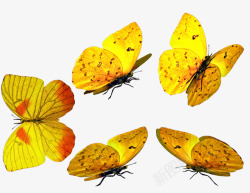 黄色蝴蝶合集素材