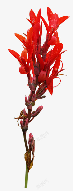 美人蕉花朵png免抠素材_新图网 https://ixintu.com 植物 红色 美人蕉 花朵 鲜艳
