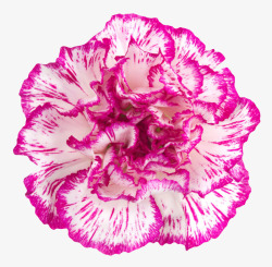 紫白色鲜艳的斑驳的一朵大花实物素材