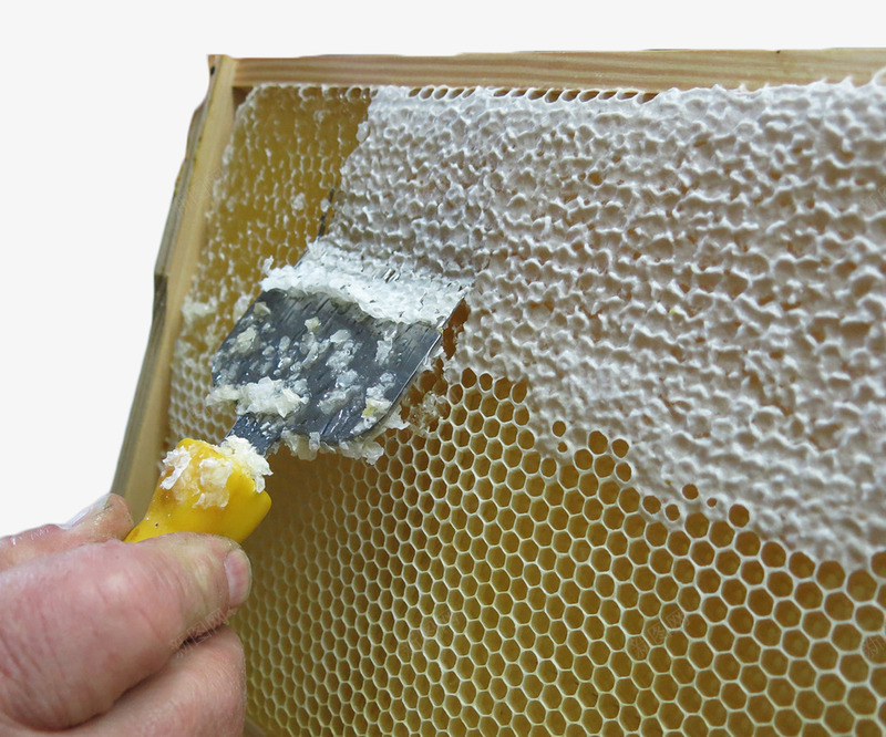 蜂巢里的蜂蜜png免抠素材_新图网 https://ixintu.com 养蜂 收集 蜂巢 蜂蜜 蜜糖