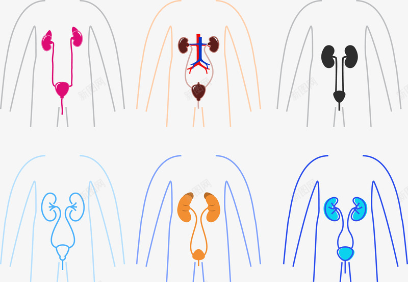 彩色人体器官png免抠素材_新图网 https://ixintu.com 人体器官 尿道 心脏 橘色 素描 蓝色 颜色