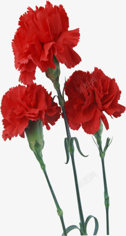 红色鲜艳盛开完整康乃馨花朵素材