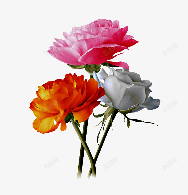 三朵不同颜色的花png免抠素材_新图网 https://ixintu.com 白色的花 粉色的花 鲜花 黄色的花