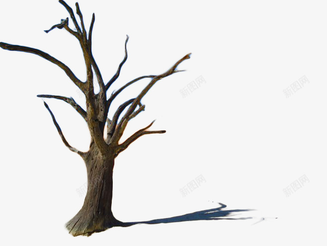 干枯树木png免抠素材_新图网 https://ixintu.com 干枯 干枯树 干枯的 木头 枝桠 树干 纹理