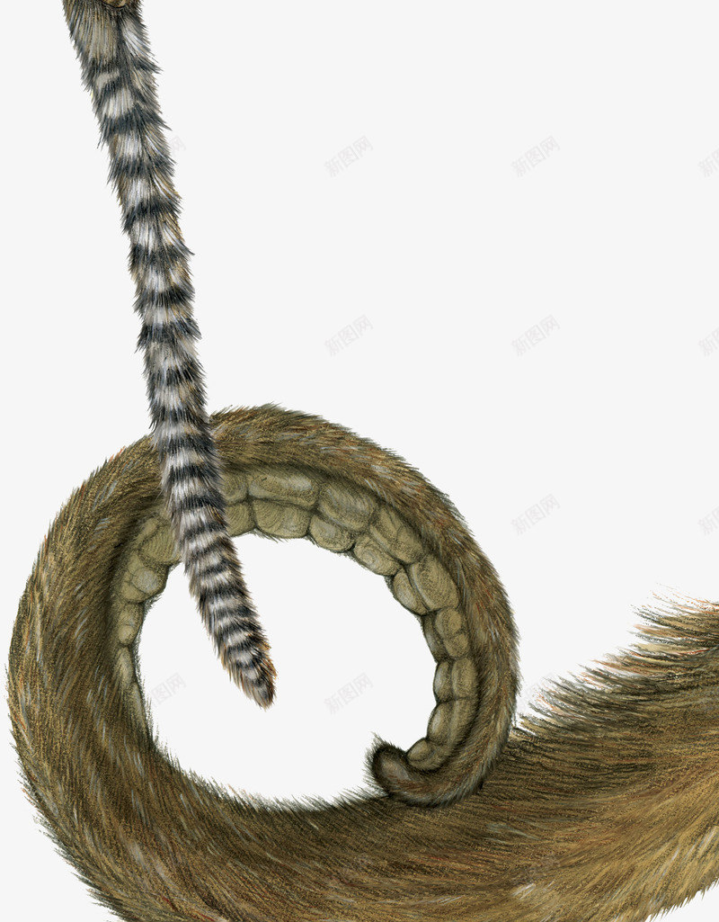 猴子的小尾巴png免抠素材_新图网 https://ixintu.com 动物 哺乳动物 有尾巴 活动灵活 爱吃香蕉 猴子 猴子尾巴 略像人 身上有毛