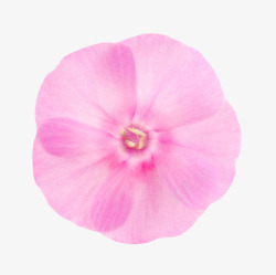 紫色鲜艳的透白的一朵大花实物素材