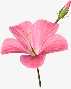 鲜艳粉色花朵实物素材