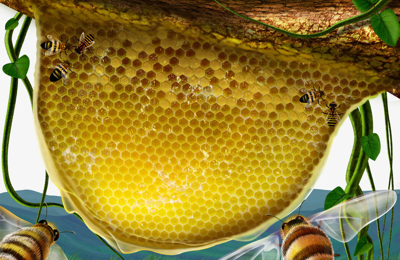 蜂蜜蜂窝png免抠素材_新图网 https://ixintu.com 蜂窝 蜂蜜 蜜蜂 蜜蜂窝 黄色