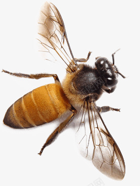 蜜蜂昆虫png免抠素材_新图网 https://ixintu.com 实物 昆虫 虫子 蜂蜜 蜜蜂