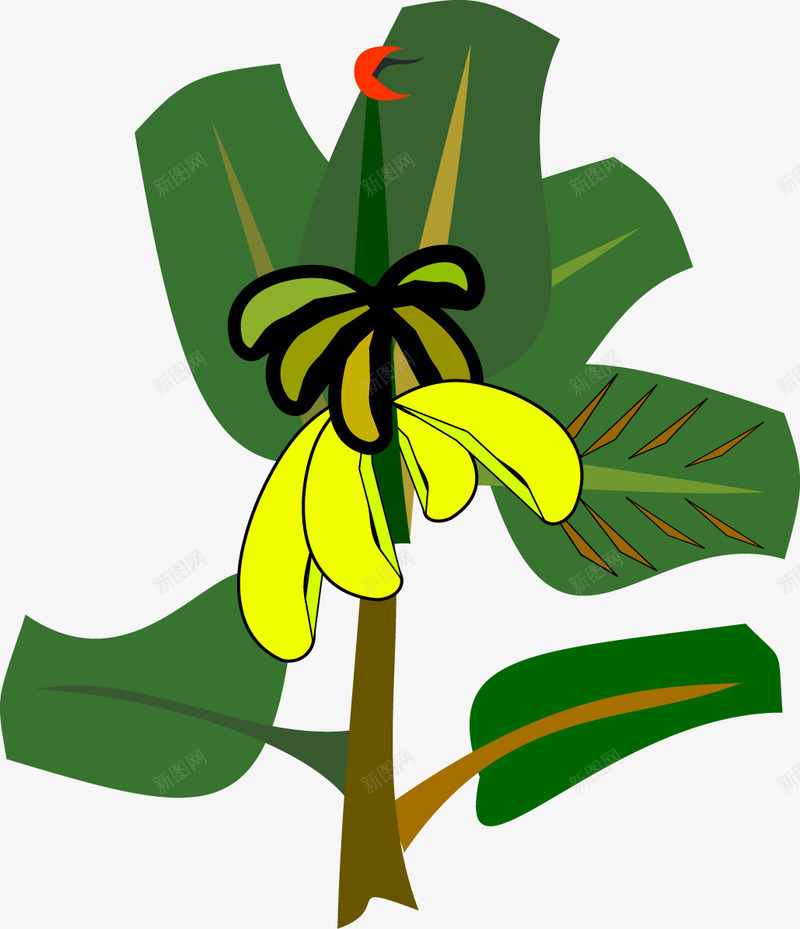 香蕉树png免抠素材_新图网 https://ixintu.com 免费矢量下载 插画 植物 芭蕉叶 香蕉 香蕉树