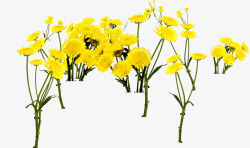 春天黄色花朵鲜艳素材