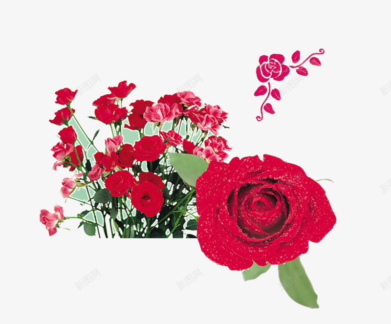 盛开着的鲜艳欲滴的红玫瑰png免抠素材_新图网 https://ixintu.com 玫瑰 玫瑰花 红玫瑰 鲜花