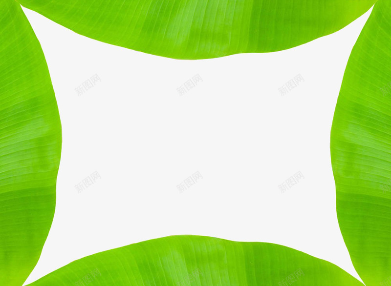 芭蕉叶摄影png免抠素材_新图网 https://ixintu.com 夏威夷 实物 摄影 热带植物 纹理 绿色 芭蕉叶 茂密 蕉叶 香蕉叶