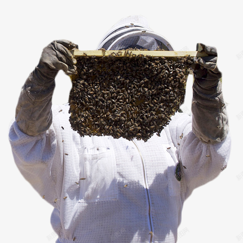 拿着蜂巢的人png免抠素材_新图网 https://ixintu.com 养蜂 戴手套 蜂巢 蜂蜜 蜜糖