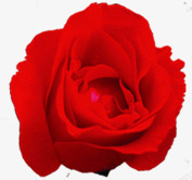 鲜艳绽放红色玫瑰素材