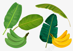 绿色香蕉芭蕉叶素材