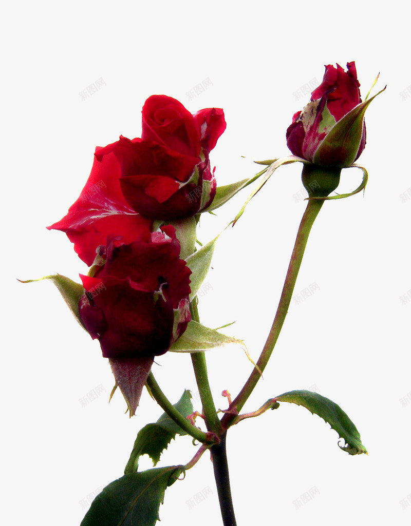 盛开的玫瑰png免抠素材_新图网 https://ixintu.com 清新 玫瑰花 空气 红色 鲜艳