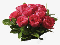 红色玫瑰鲜艳花束素材